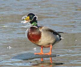 mallard duck