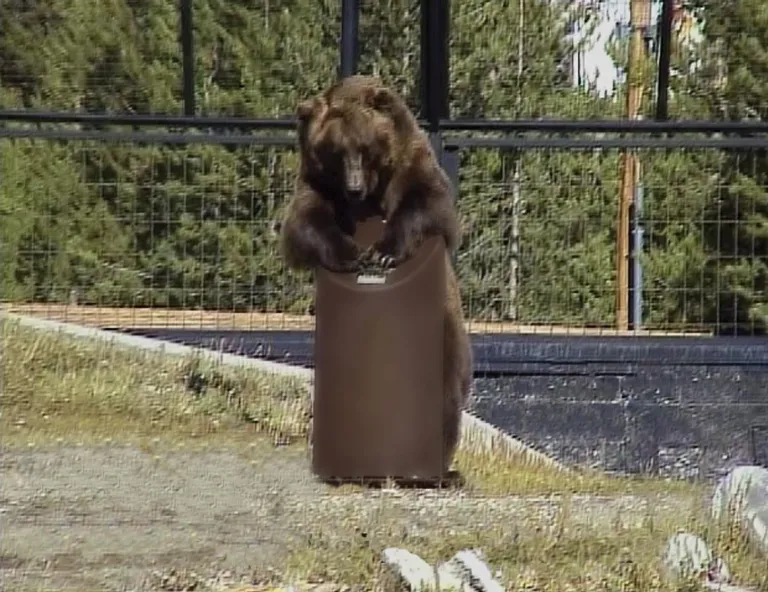 bear-proof trash can