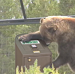 Bear Resistant Recycling and Trash Receptacles - Certified